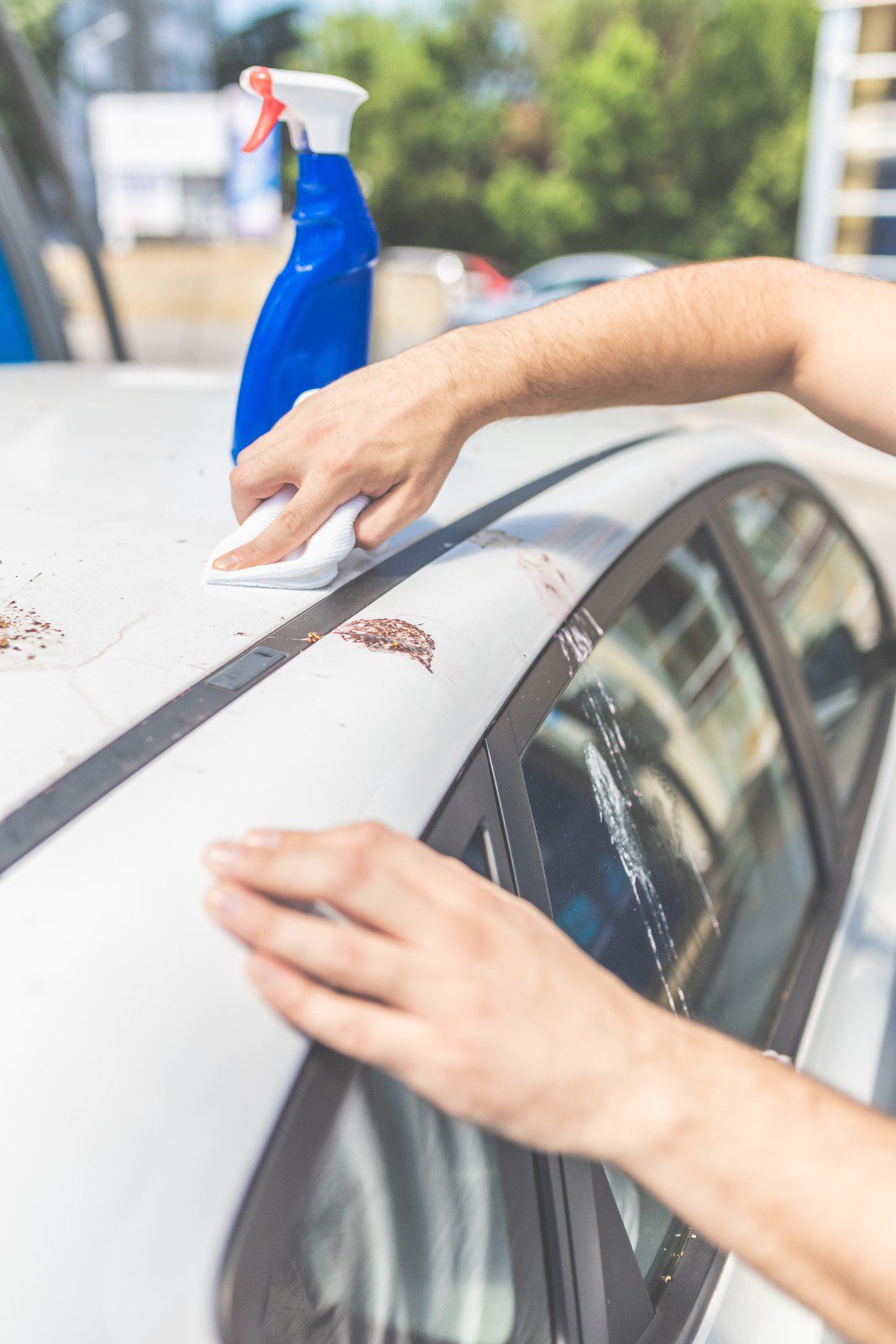 Bird Droppings